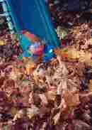 and loving the leaves